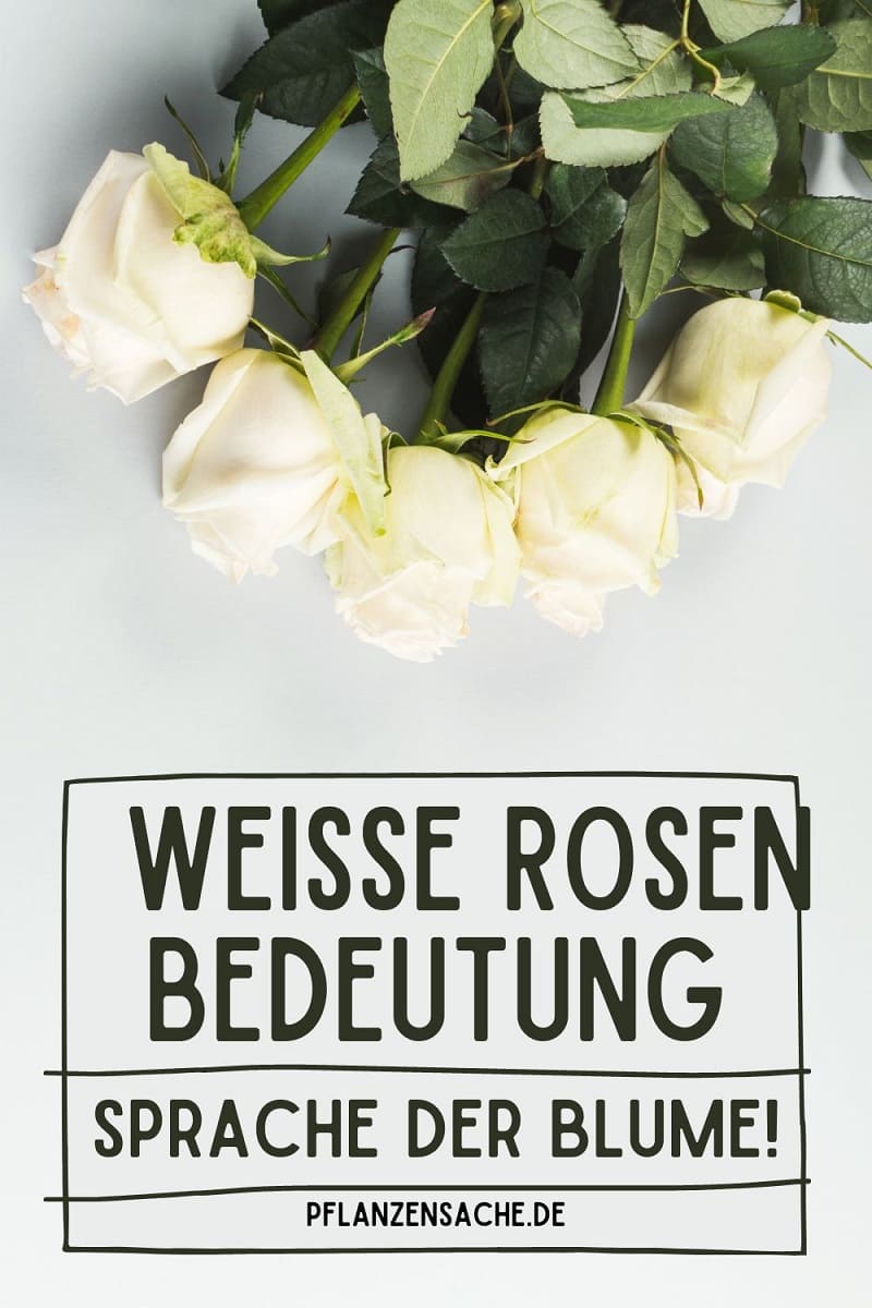 Wei E Rosen Bedeutung Sprache Der Blume Pflanzensache