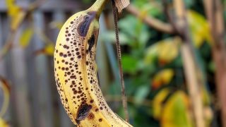 Hier ist der Grund warum Sie eine überreife Banane in Ihrem Garten