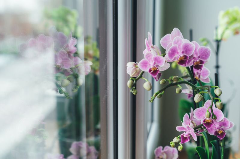 Die-Schmetterlingsorchidee-Phalaenopsis-am-Fenster