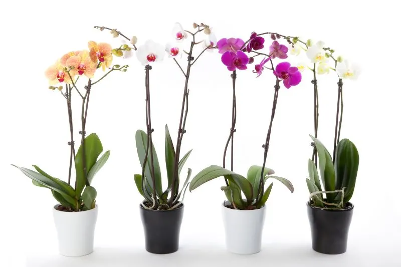 Die-Schmetterlingsorchidee-Phalaenopsis-und-andere-Orchideen
