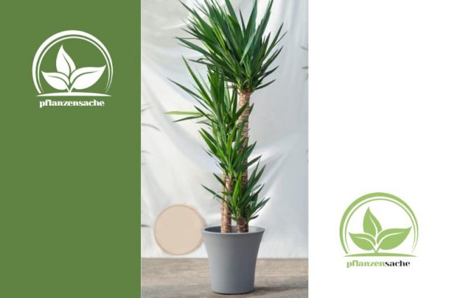 Yucca Palme Pflege So Pflegen Sie Die Tropische Zimmerpflanze Richtig