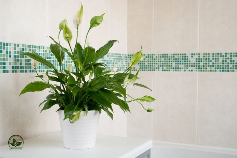 Einblatt Gelbe Blätter Ursachen, Vermeidung Und Rettung Des Einbaltts