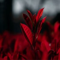 Eine-rote-Pflanze