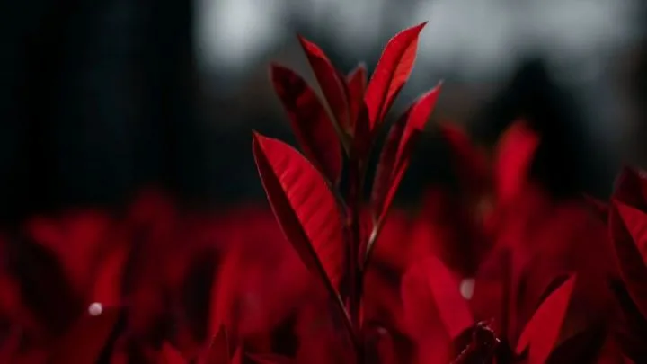 Pflanze Mit Roten Blättern: Die Schönsten Roten Arten Der Pflanzenwelt