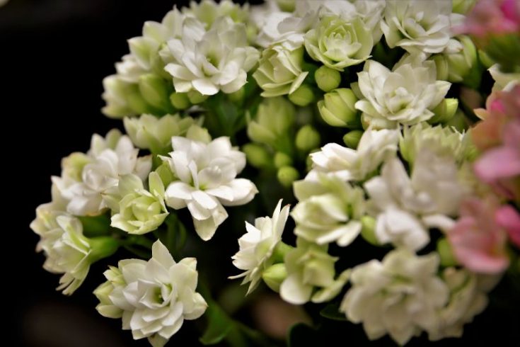 45+ Zimmerpflanzen Mit Weißen Blüten, So vielfältig wie die natur