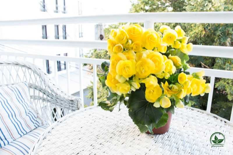 Gelbe-Zimmerbegonien-Begonia-X-Hiemalis-in-Topf-auf-Balkon