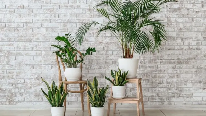 Beliebte Zimmerpflanzen Liste & Besten Pflege-Tipps!