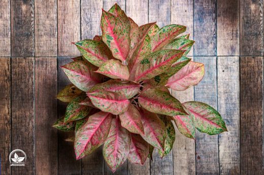 Die Schöne Blattschmuckpflanze Kolbenfaden (Aglaonema Commutatum)