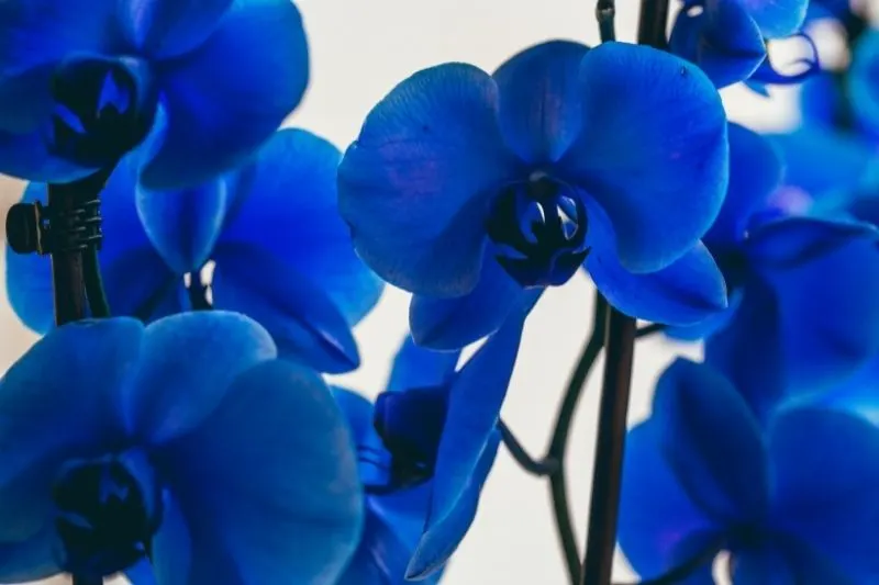 Konigsblaue-Phalaenopsis-orchide