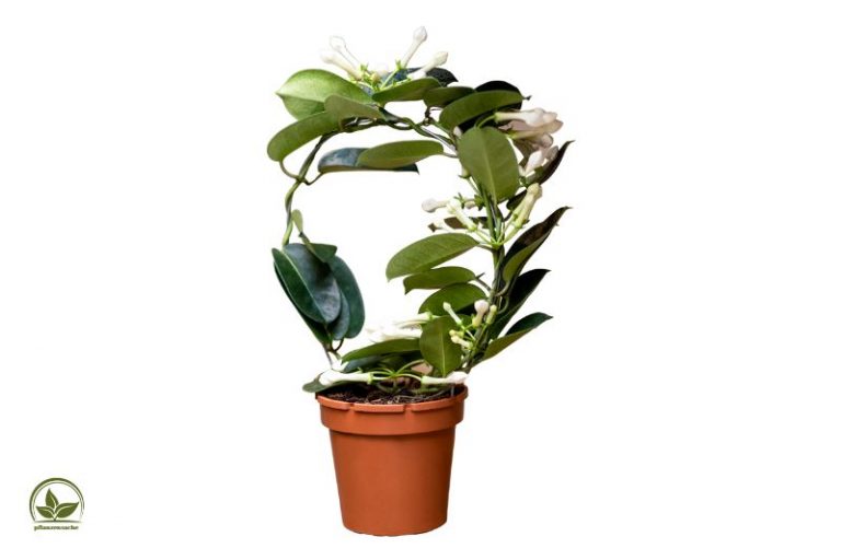 Zimmerpflanzen Mit Weißen Blüten Reinheit Und Eleganz Der Natur