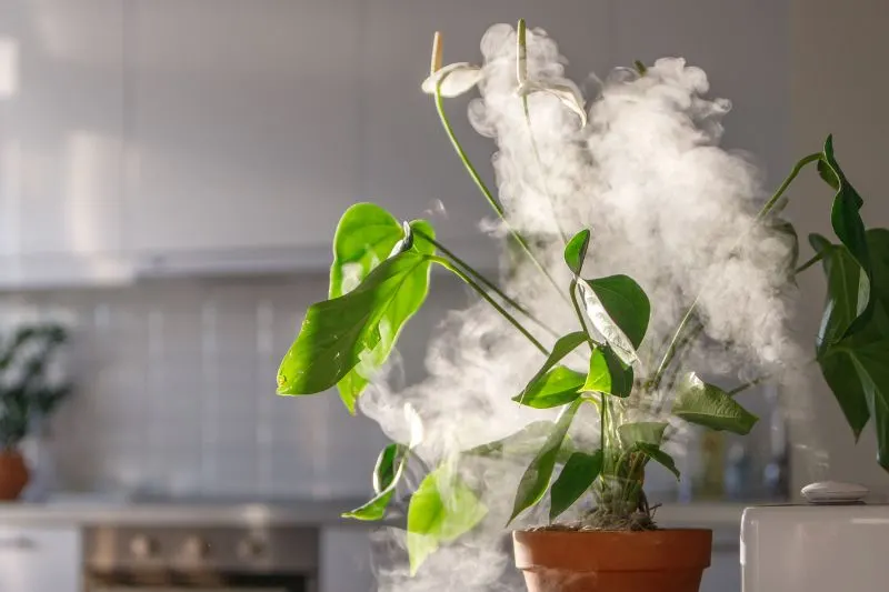 Luftbefeuchter-fur-Pflanzen