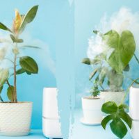 Luftreinigende-Pflanzen