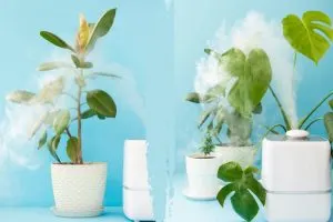 Luftreinigende-Pflanzen