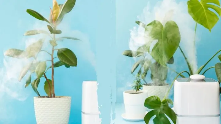 TOP 19 Luftreinigende Pflanzen: Schadstoffe Raus Fresh Air Rein!