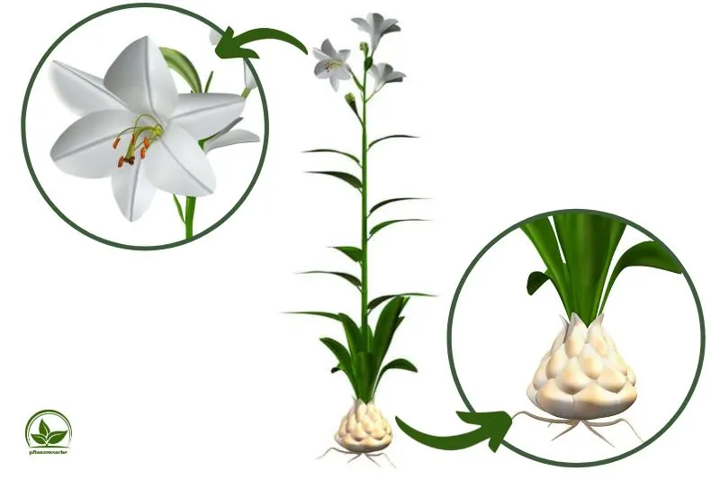 Madonnenlilie-Lilium-Candidum-ganze-pflanze