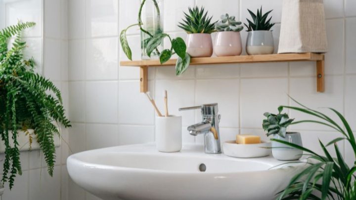 Die Besten Badezimmer Pflanzen Für Ihre Wohlfühloase!