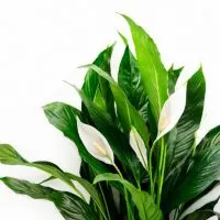 Spathiphyllum