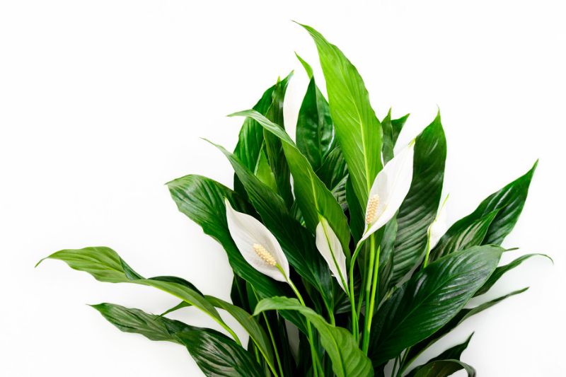 Zimmerpflanzen Mit Weißen Blüten Reinheit Und Eleganz Der Natur