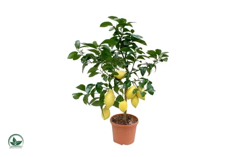 Zitronenbaum-Citrus-x-Limon