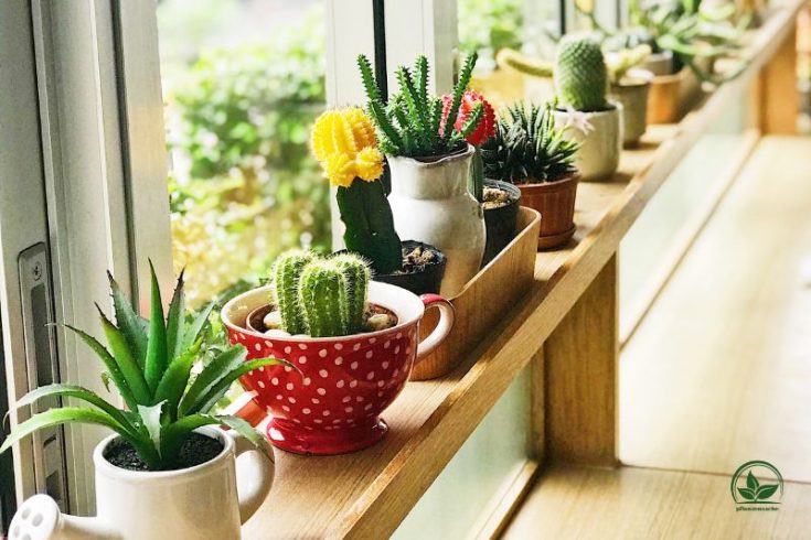 Zimmerpflanzen Südfenster Pflanzen, Die Volle Sonne Einfach Lieben