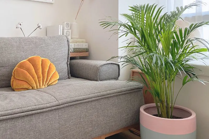 groe-zimmerpflanze-im-wohnzimmer-bei-der-couch
