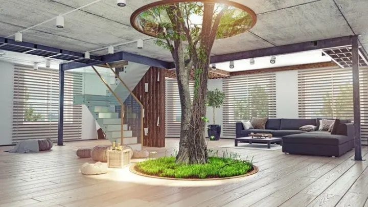 Die Schönsten Zimmerbäume: Grüne Riesen Für Ihre Wohnung!