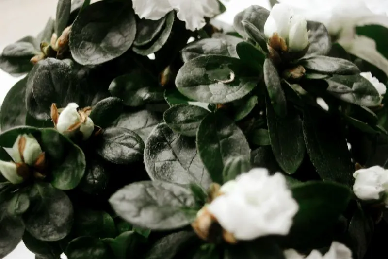 schone-erstaunliche-weise-Azaleenpflanze-mit-Blumen-im-sonnigen-Raum