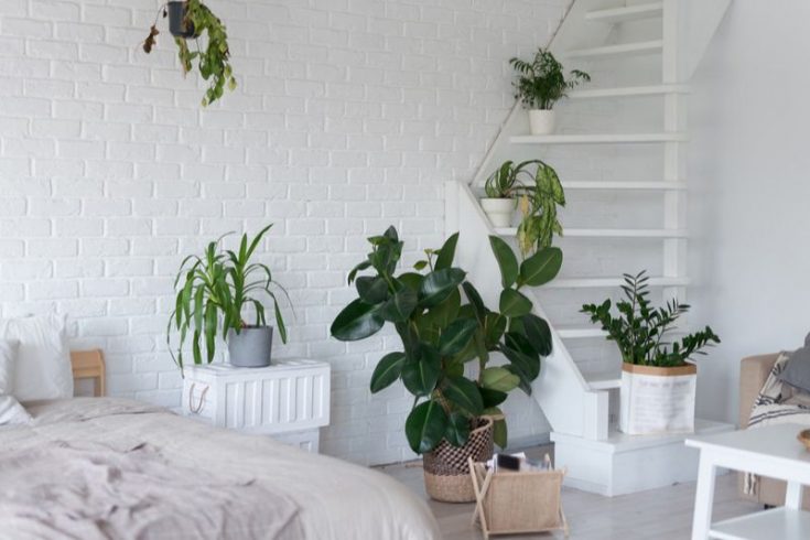 Pflanzen Fürs Schlafzimmer Der Ratgeber Für Bessere Schlafqualität!