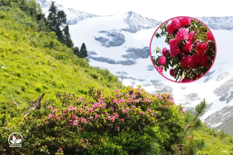 Alpenrose-Rhododendron-die-Blute