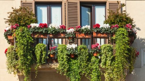 Balkon-voll-mit-pflanzen-sonninger-standort
