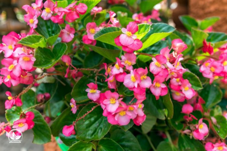 Dies Sind Die Schönsten Begonien Sorten Für Die Wohnung Und Garten