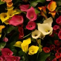 Callas-Blumen-rot-weis-gelb