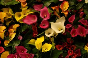 Callas-Blumen-rot-weis-gelb