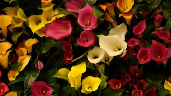 Alles Über Die Anmutige Callas Blume (Zantedeschia) Und Ihre Pflege