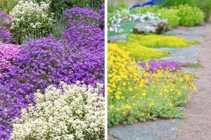 Die 8 Schönsten Bodendecker Pflanzen Für Ihren Garten Plus Pflegetipps!