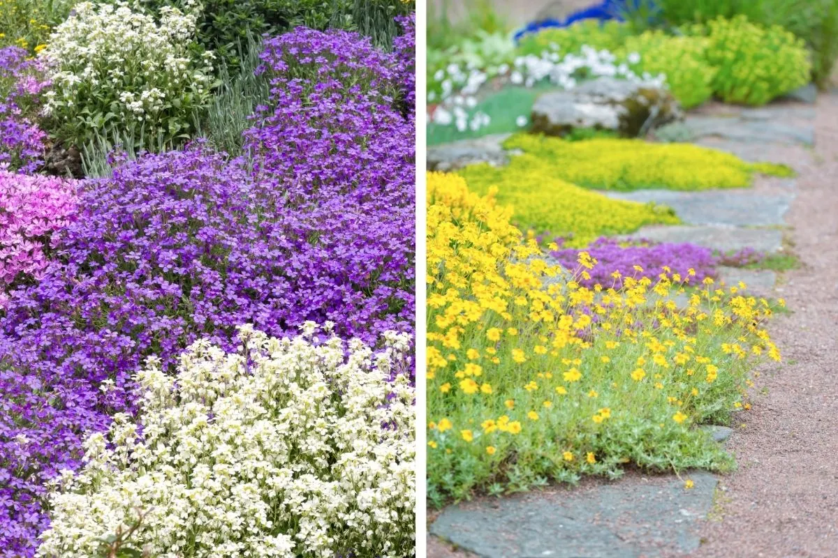 Die 8 Schönsten Bodendecker Pflanzen Für Ihren Garten Plus Pflegetipps!