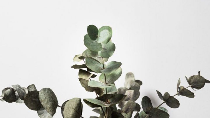 Eukalyptus Pflanze: Pflege Und Die Besten Arten Für Ihr Zuhause!