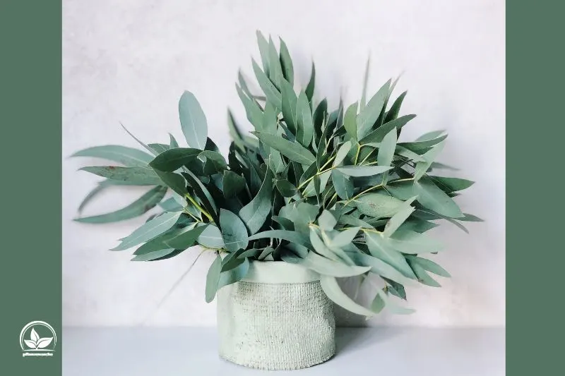 Eukalyptus-Zimmerpflanze