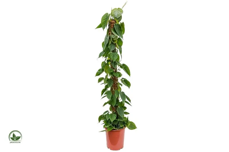 Kletterphilodendron-Philodendron-Scandes