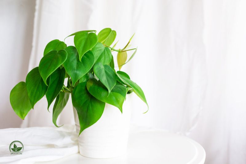 Kletterphilodendron-Philodendron-Scandes2