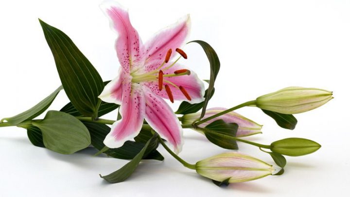 Lilien Bedeutung: Welche Symbolik Steckt Wirklich Hinter Dieser Blume?