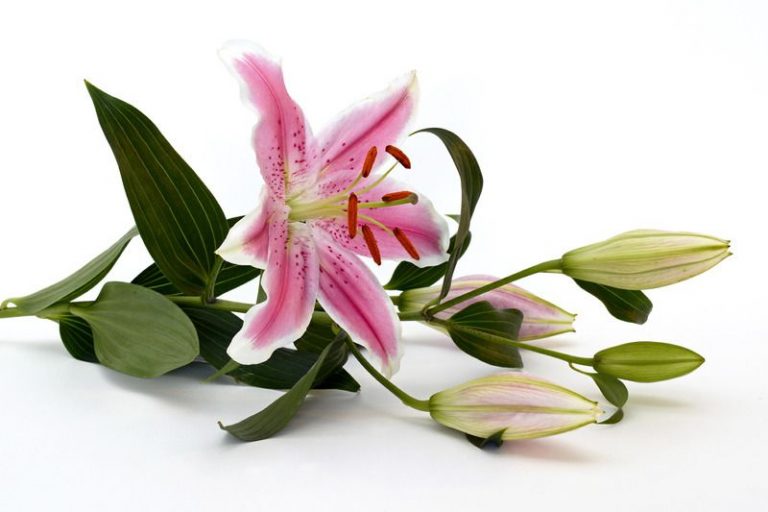 Bekannte Blumenarten Ihr Lexikon Mit Den Schönsten Blumen Der Welt!