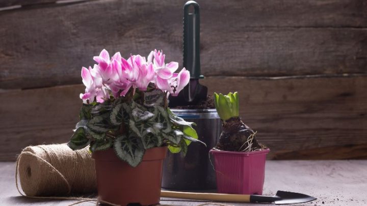Top 11 Dekorative Und Pflegeleichte Zimmerpflanzen Für Anfänger