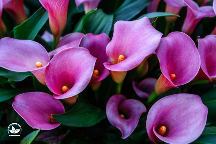 Pflege Der Calla Blume