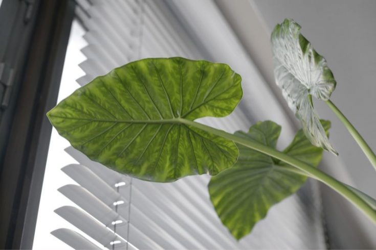 Baumfreund (Philodendron) Merkmale, Pflanzung, Pflege und Arten!