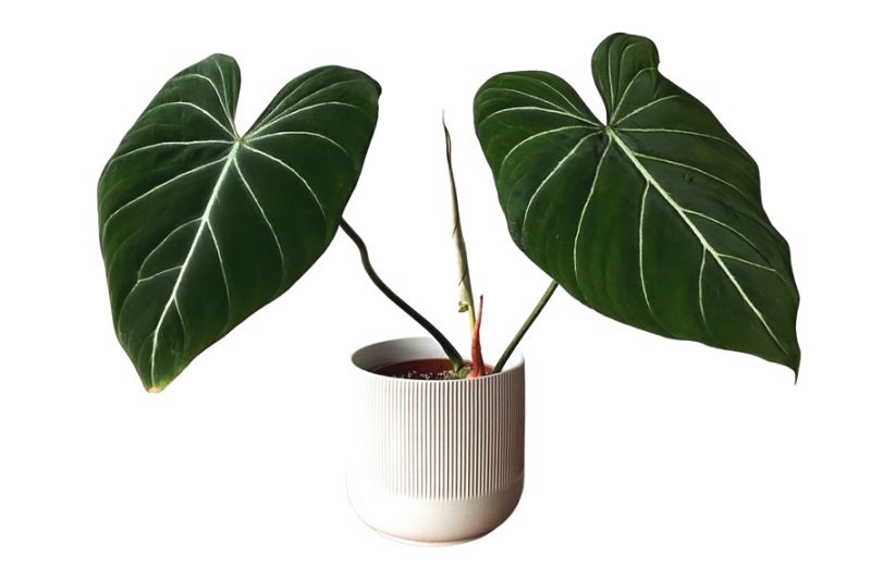 Philodendron-Philodendron-Gloriosum