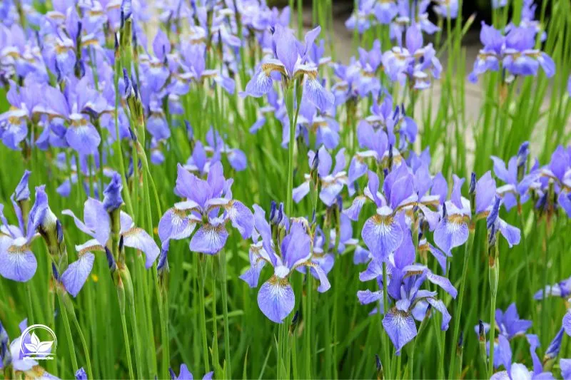 Schwertlilie-Iris-Sibirica-2