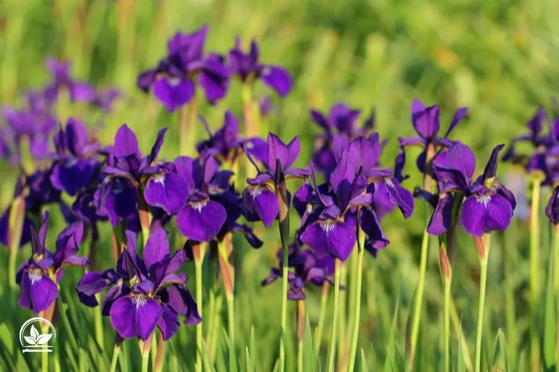 Schwertlilie-Iris-Sibirica
