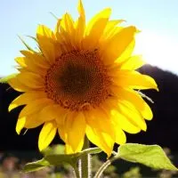 Sonnenblume