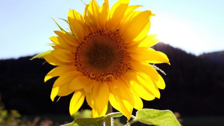 Sonnenblume Bedeutung, Symbolik Und Mythologie